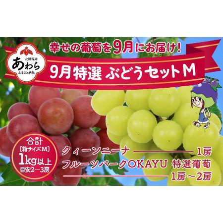 ふるさと納税 9月特選 ぶどうセットM 1kg以上（2〜3房）／ 葡萄 クイーンニーナ 品種 おまかせ あわら 農家おすすめ ※2024年9月.. 福井県あわら市