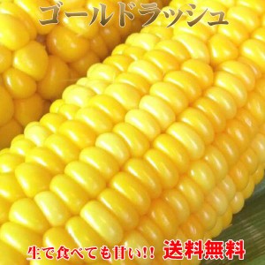 2024年5月下旬より順次発送 送料無料 朝採れ 宮崎県産スイートコーン ゴールドラッシュ4.5Kg（2Lサイズ約13本）