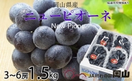 ニューピオーネ 3房～6房 約1.5kg  岡山県産 葡萄 ぶどう 果物 フルーツ 2023年 先行予約
