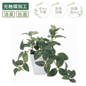 asdfkitty*Kijapan光觸媒消臭抗菌仿真人造植物盆栽-網紋草-日本正版商品