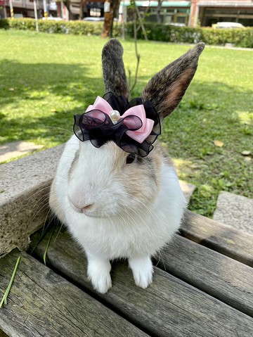 Q1-手工寵物生日帽子寵物髮飾頭套兔兔牽繩衣配件兔子花圈