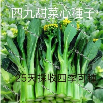 現貨 四九菜心種子（500粒） 四季種植 速生25天 甜脆四九菜心 耐熱耐高溫 農家青菜薹 可盆栽地栽 發芽率 蔬菜種子