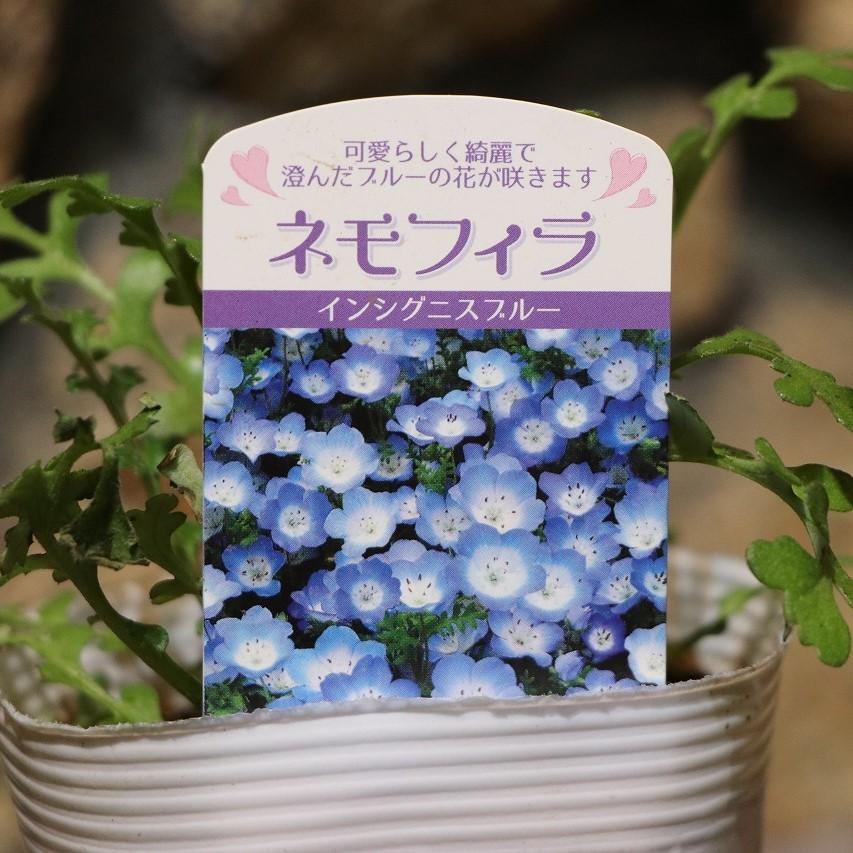 ネモフィラ インシグニスブルー 3.5号ポット苗 寄せ植え 花壇 鉢植え