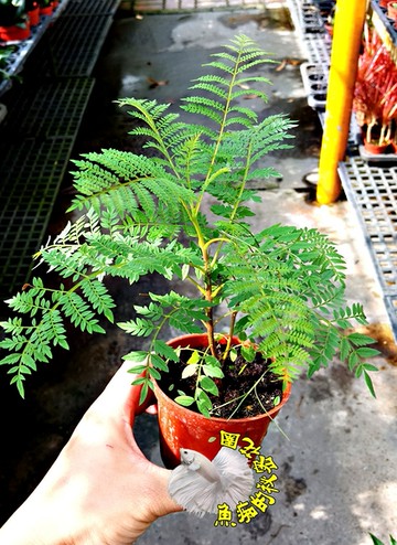 7寸芙蓉 七吋芙蓉樹苗 芙蓉盆栽 芙蓉草 芙蓉花 風水植物 驅邪避邪 淨身 玉芙蓉 千葉園藝有限公司 Yahoo奇摩拍賣 Line購物