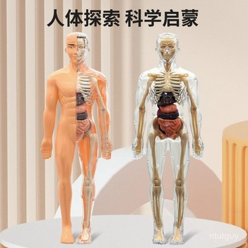 人體結構模型仿真人體器官拚組裝軀幹結構骨骼模具 1ZYQ