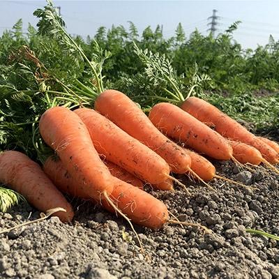 ふるさと納税 板野町 板野町の春にんじん　10kg