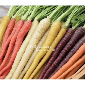 🥕紫系胡蘿蔔種籽｜紫宙 / 紫霧 / 紫日 特色蔬菜種子 菜園盆栽都適合