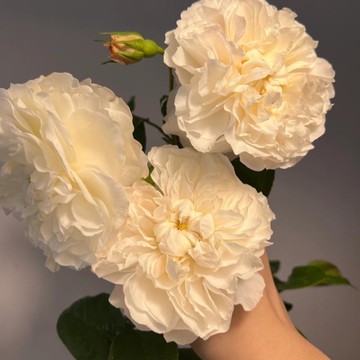 🌹（尤金尼月季種子） 今年新種 現貨速發 多年生玫瑰種子  多頭豐花濃香飽滿 庭院陽台室內外盆栽花卉 綠植造景種籽