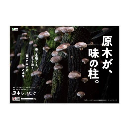 ふるさと納税 山口県 美祢市 肉厚椎茸 原木生椎茸 (大きさ・種類いろいろ)