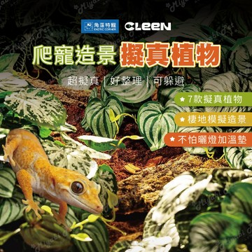 【米亞比寵物】CLEEN其鱗 爬寵造景擬真植物 角落特寵 角落水族 造景擺設 爬寵造景 擬真植物 擬真 造景 植物 守宮