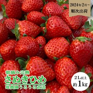 ふるさと納税 いちご さぬきひめ 約 1kg 250g 4パック 完熟 朝採れ 香川県さぬき市