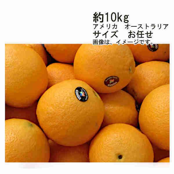 送料無料 ネーブルオレンジ アメリカ オーストラリア 約10kg サイズ お任せ