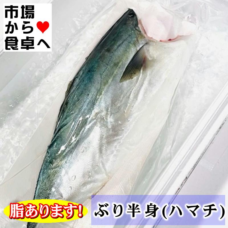 ぶり フィーレ 半身 約1.5kg  刺身・しゃぶしゃぶ・寿司・煮付・照焼などでお使いいただけます