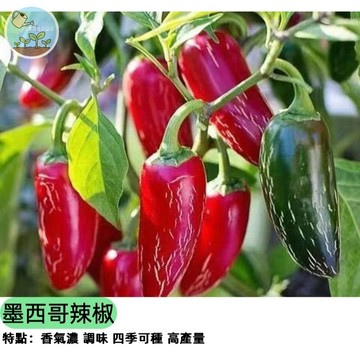 🌶️【墨西哥料理必備】墨西哥辣椒種子 Jalapeño 中辣爽脆 做莎莎醬/醃漬/鑲肉 陽台盆栽可種 高產豐收