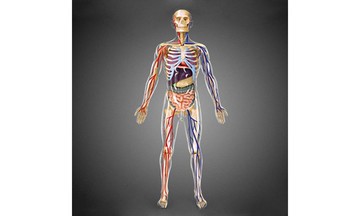 4D立體模型-4D透明人體解剖模型