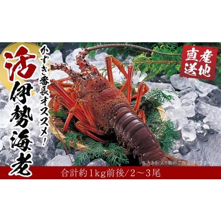 ふるさと納税 活 伊勢海老 2尾〜3尾 セット 合計 約1kg 産地直送 かずき番長おススメ 和歌山県白浜町