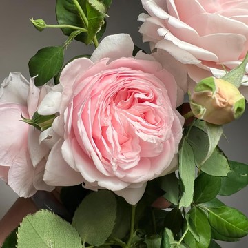 🌹（妍姿月季種子） 今年新種 現貨速發 多年生玫瑰種子  多頭豐花濃香飽滿 庭院陽台室內外盆栽花卉 綠植造景種籽