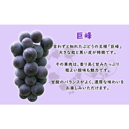 ふるさと納税 朝採り 巨峰「種あり」 訳あり品 約２kg＜2024年8月中旬〜発送＞   巨峰 朝採り巨峰 ぶどう ぶどう先.. 愛知県大府市