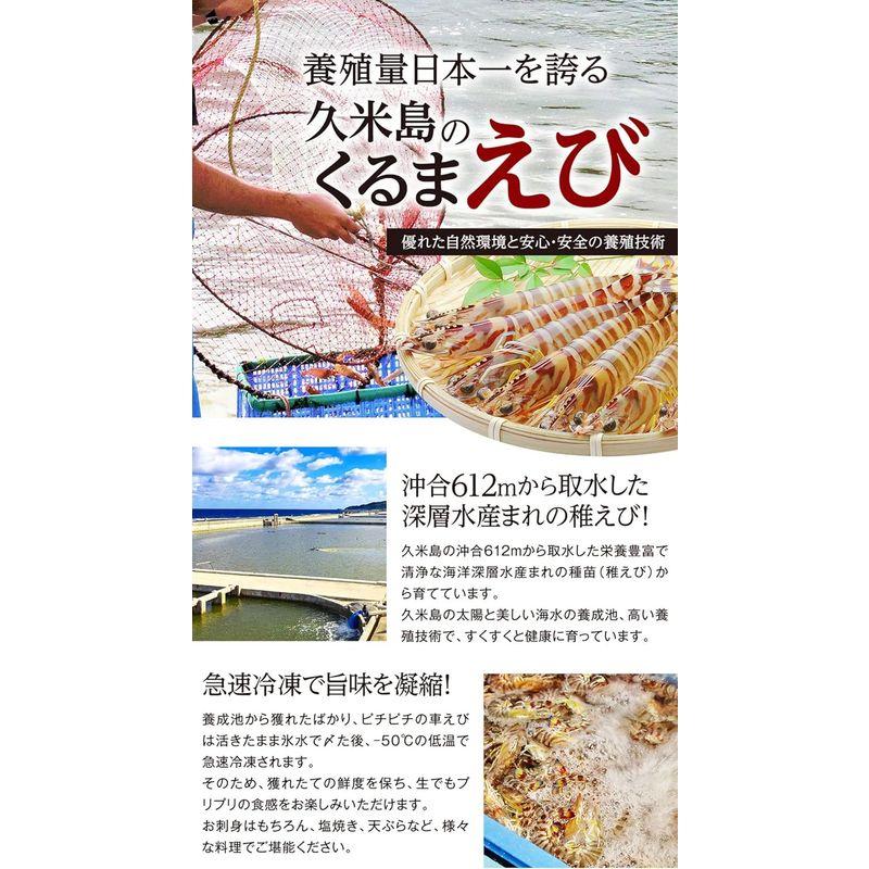 沖縄県久米島より直送 久米島産「活〆急速冷凍車海老（大サイズ：14?16cm）」500g（20?24尾）