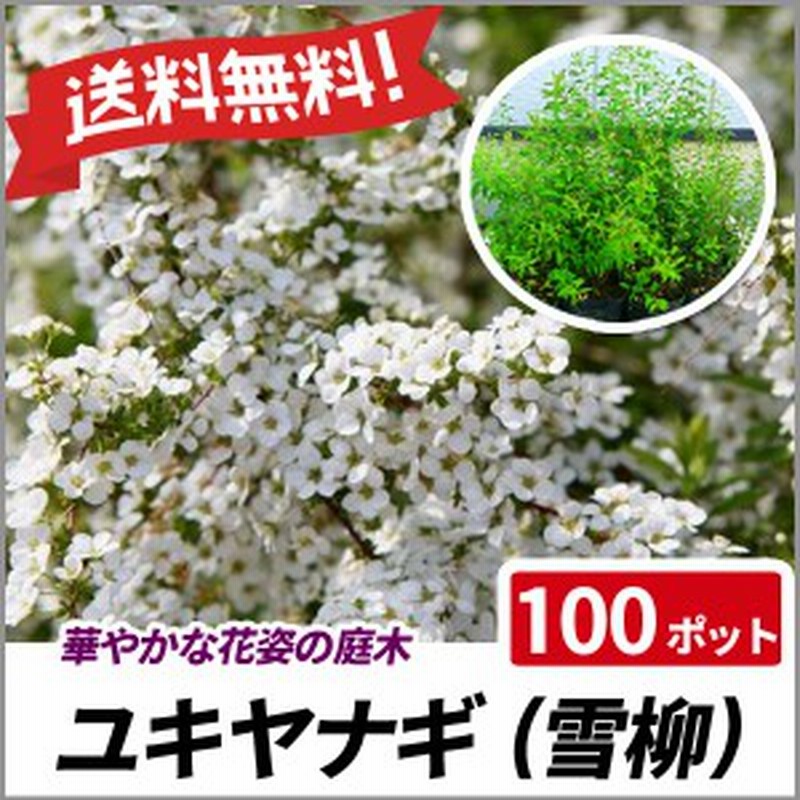 ユキヤナギ 100ポットセット 落葉 苗木 庭木 花木 花壇 雪柳 送料無料 通販 Lineポイント最大4 0 Get Lineショッピング