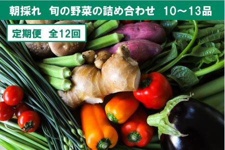 旬の朝採れ土佐野菜詰め合わせ(10～13品目)