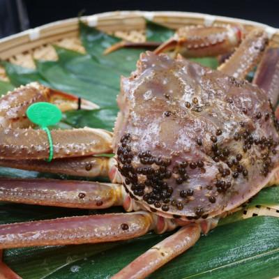 ふるさと納税 宮津市 松葉ガニ　茹で　タグ付き　1kg up