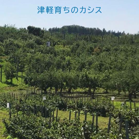 （冷凍）国産冷凍カシス果実（青森産・農薬不使用）約2kg 冷凍フルーツ　2023年新物