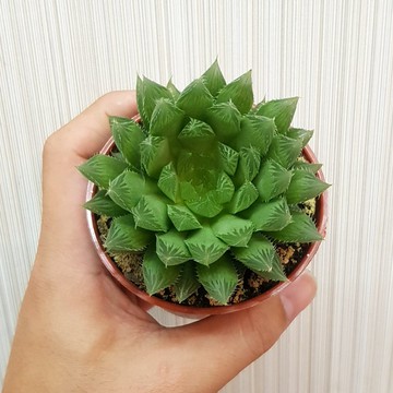 P老闆園藝~曲水之宴 多肉植物 3吋盆 1吋盆