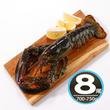華得水產 活凍波士頓龍蝦8尾(700-750g/尾/特大尾)