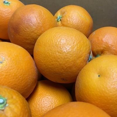 ふるさと納税 海南市 和歌山県産　濃厚ブラッドオレンジ