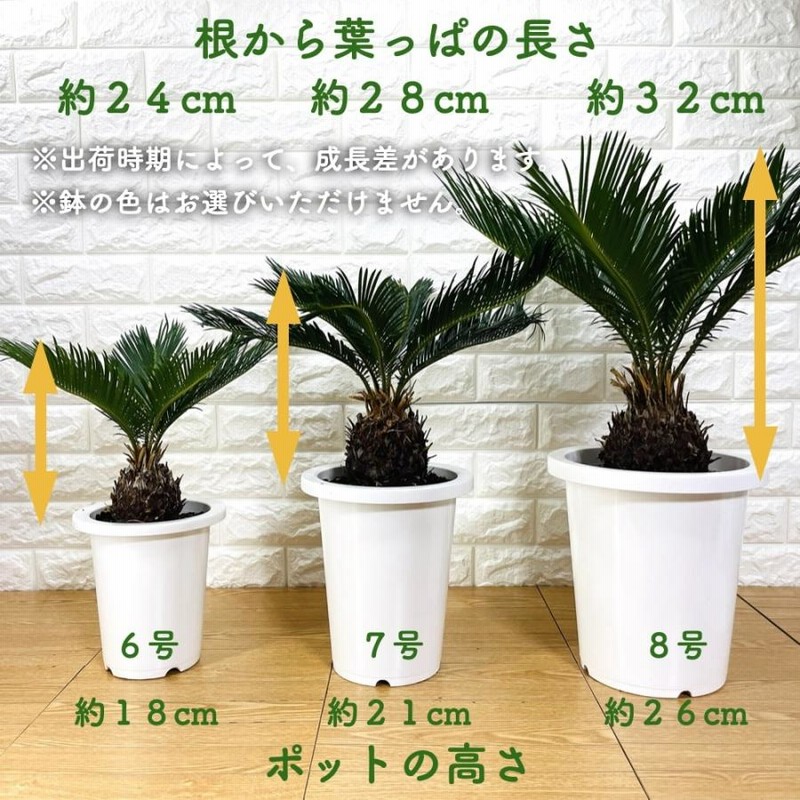 観葉植物 ソテツ 蘇鉄 6号鉢苗 大型種類 室内 庭木 記念樹 地植え ソテツの木 敬老の日 鉢植え 南国 ドライガーデン | LINEブランドカタログ