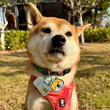 【汪喵森活】 狗名牌 雷射 兩件式 可愛圖案 貓咪 狗刺繡名牌 狗牌 客製狗牌 防丟名牌 寵物名牌 寵物吊牌 刺繡狗牌