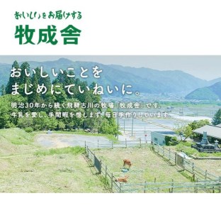 牧成舎 低温殺菌牛乳 3本 無添加 飲むヨーグルト 2本 飛騨産生乳100%使用 [A0104]