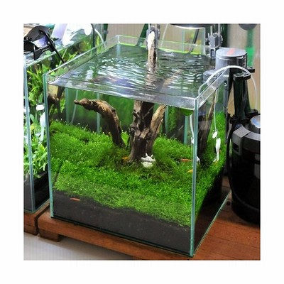100 正規品 水草 初めての石組レイアウトセット ３０ｃｍキューブ水槽用 水草 風山石のみ 本州四国限定 水草 Dynamed Co Za