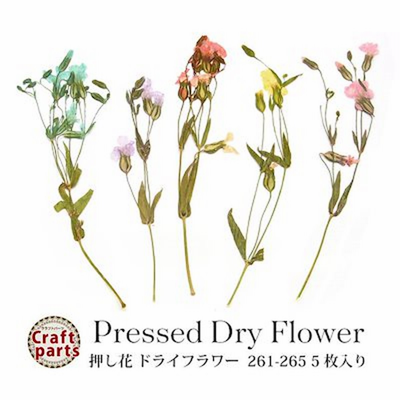 押し花 ドライフラワー 261 265 各種 5枚入り 押し花 素材 レジン ドライフラワー 封入 材料 植物 花びら 葉 茎付き ピアス イヤリング アクセサリー クラフト パーツ ジェル アート 通販 Lineポイント最大1 0 Get Lineショッピング