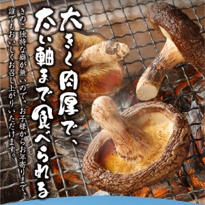 生しいたけ 大小Mixセット(1kg)