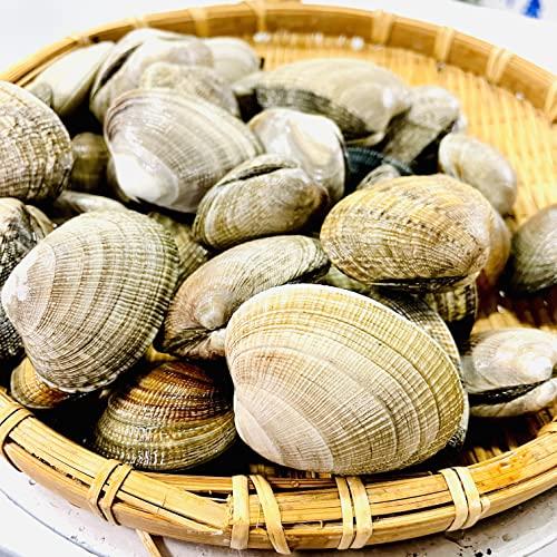 kakiya 北海道産 活あさり 1kg 大粒 1個20〜30g 国産 あさり 天然あさり 活あさり 浅利 味噌汁 焼きアサリ 酒蒸し ボンゴレ