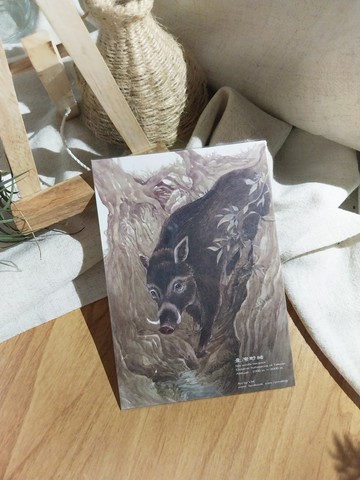 野豬-臺灣特有動物系列-特有亞種 台灣 明信片