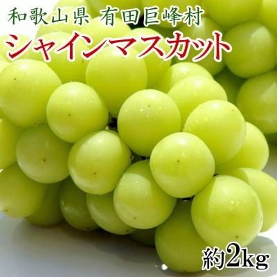 ふるさと納税 有田川町 [新鮮・産直]和歌山県有田巨峰村の朝採りシャインマスカット約2kg