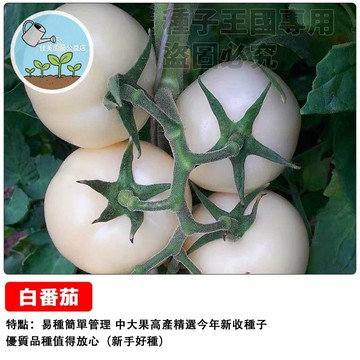 白番茄種子 牛奶番茄 雪絨番茄 象牙白水果小番茄 陽台盆栽種植 生食沙拉專用 皮薄多汁清甜 家庭農場DIY