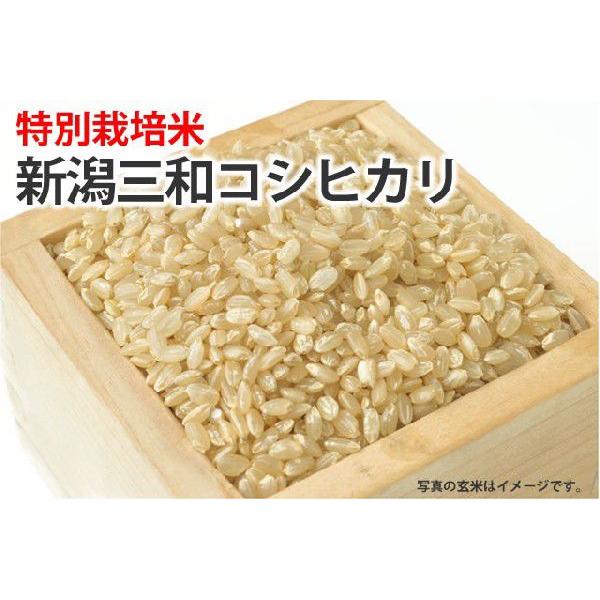 令和4年産 新潟越後三和米 新米コシヒカリ30キロ - 食品