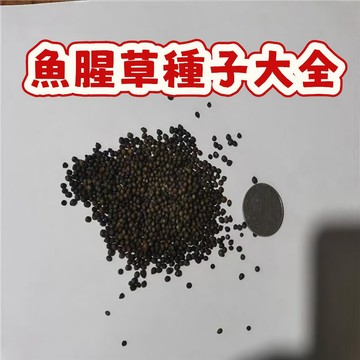 🌾(魚腥草種子）折耳根 當季新籽 發芽率高  產量高 味道濃郁  口感較好 陽台庭院盆栽 新手易種易活