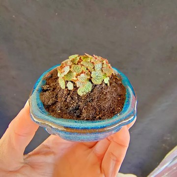 苔鑽🍀❗️促銷優惠❗️日本姬虎耳草（整體直徑0.5-1.5cm裸根寄出) 苔蘚生態造景/觀葉植物/微景觀/迷你植物/辦公