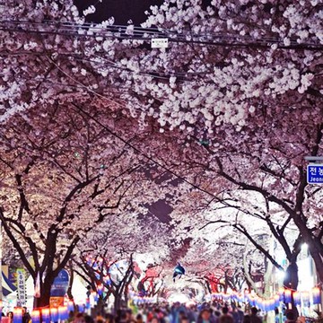 賞櫻限定↘易起粉櫻濟州-(不進人蔘+保肝+土產)~櫻花隧道、海水溫泉汗蒸幕、跆拳武藝秀、騎駱駝體驗、水之幻境水世界、澎派海鮮鍋&烤肉吃到飽五日