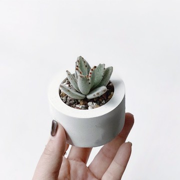 (預購) 白灰漸層系列 | 小可愛 月兔耳 小圓形水泥多肉植栽