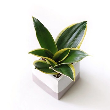 (預購) 莫蘭迪粉系列 | 荷花虎尾蘭 淨化空氣 方形雙色水泥植栽