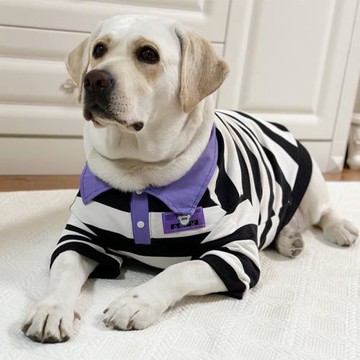 狗狗衣服大型犬春秋拉布拉多潮牌防掉毛衣服網紅金毛狗狗帥氣衣服