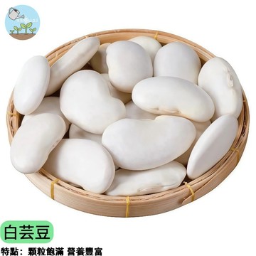 【四季豆親戚】白芸豆種子 大顆飽滿 燉湯煮粥必備 陽台菜園可種 多年生 高產量 自家採收樂趣 家庭種菜DIY 台灣現貨
