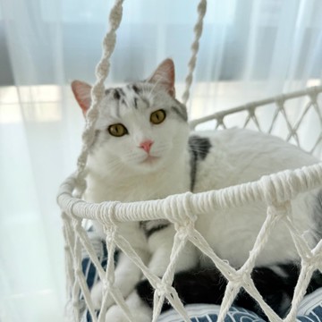 貓咪空中花園 手工編織貓窩 貓吊籃 貓床 買就送貓玩具球