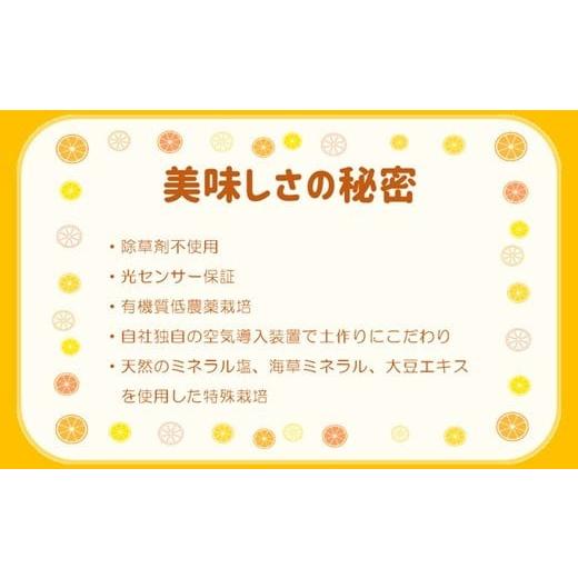 ふるさと納税 熊本県 玉名市 せとか 熊本玉名産 5kg